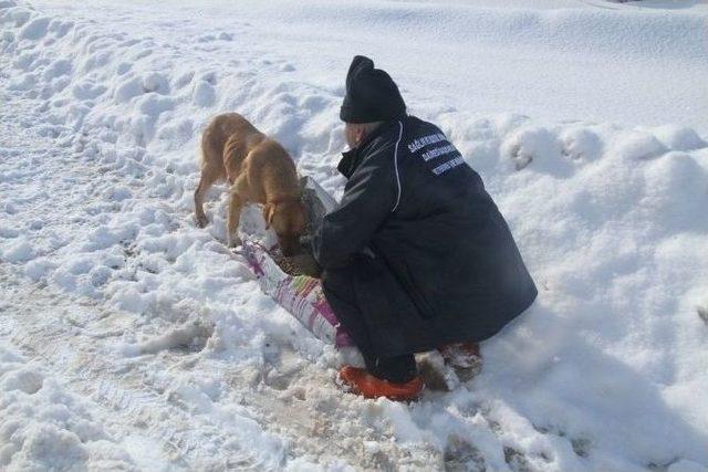 Sokak Hayvanlarına 1 Ton 250 Kilo Kuru Mama Dağıtıldı