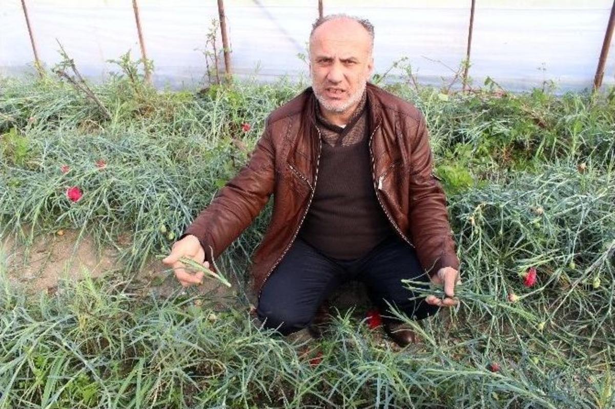 (&ouml;zel Haber) Don Nedeniyle Kadınlar &Ccedil;i&ccedil;eksiz Kalacak