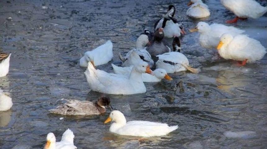 (&ouml;zel Haber) Kayseri Buz Tuttu