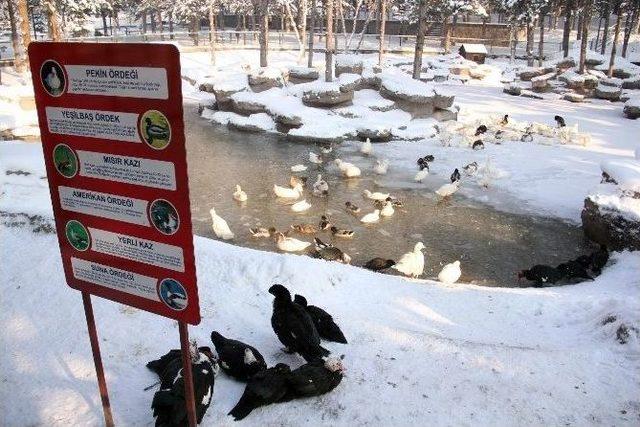 (özel Haber) Kayseri Buz Tuttu