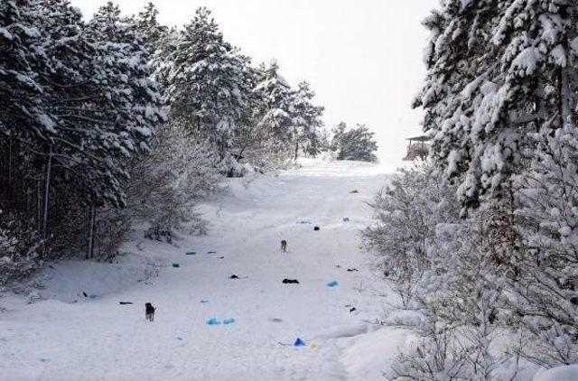 Kent Ormanı nın Kayak Sonrası Hali 3