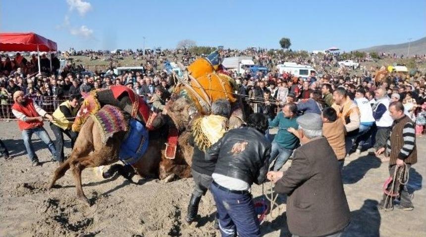 Menemen&rsquo;de Deve G&uuml;reşi Heyecanı