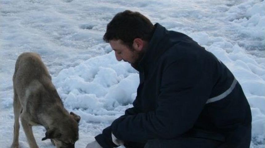 Sokak Hayvanlarına Yem Bırakıldı