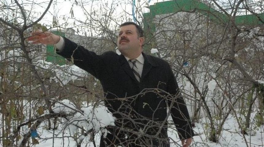 Kar Yağışı Fındığa Yaradı