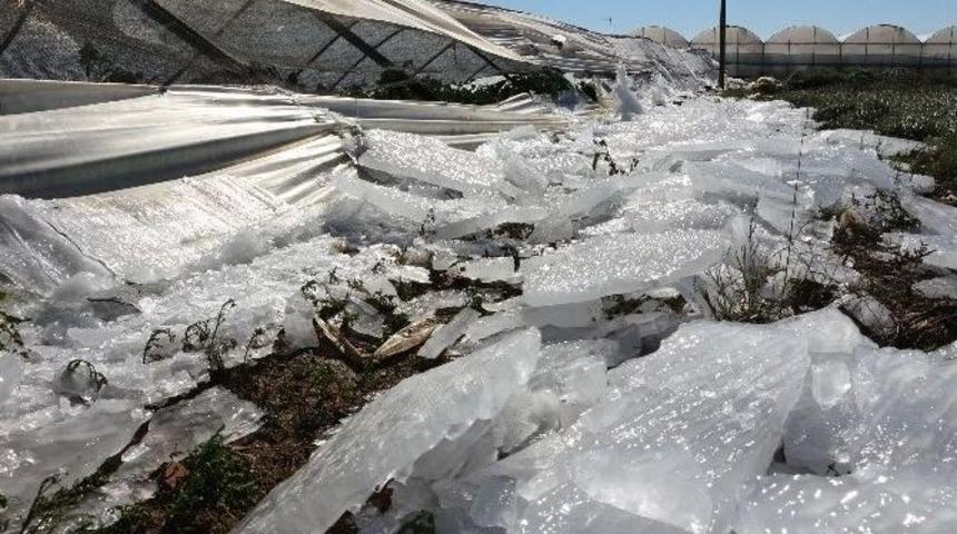 Başkan Şahin Don Nedeniyle Seraları Çöken Çiftçileri Ziyaret Etti