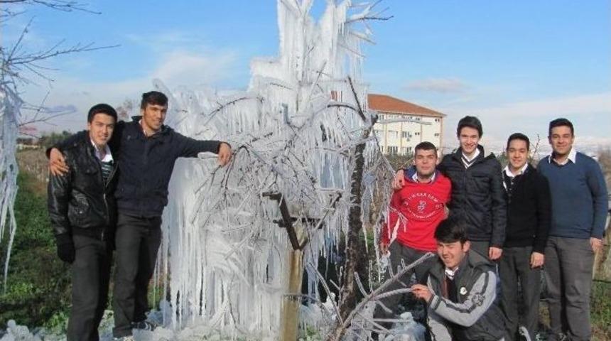 Alaşehir&rsquo;de Ağa&ccedil;lar Buz Kesti