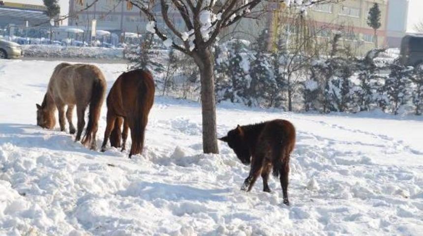 Sahiplerinin Araziye Bıraktığı Atlar Karda A&ccedil; Kaldı