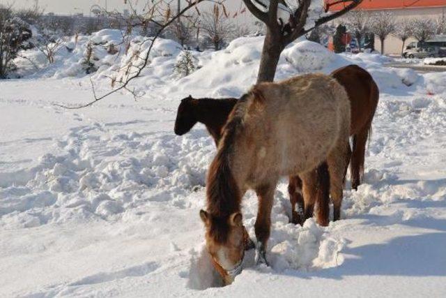 Sahiplerinin Araziye Bıraktığı Atlar Karda Aç Kaldı