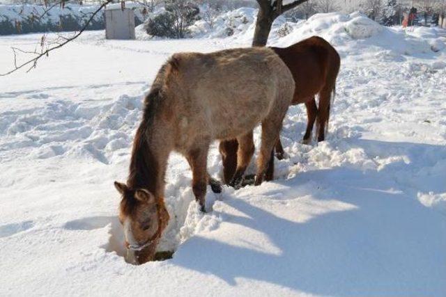 Sahiplerinin Araziye Bıraktığı Atlar Karda Aç Kaldı