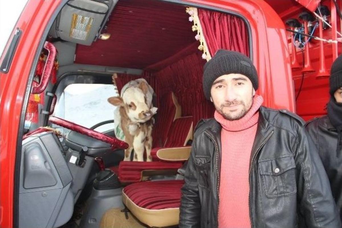 Yeni Doğan Buzağısını Şof&ouml;r Koltuğunda Isıttı