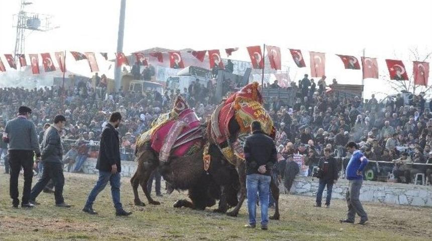 Yatağan Deve G&uuml;reşleri 18 Ocak&rsquo;ta Yapılacak