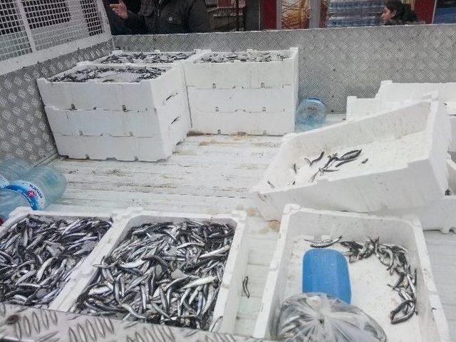 Sincan Belediyesi Zabıta Ekiplerinden Balık Operasyonu 1