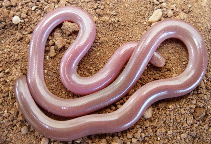 42 bin yıl sonra tekrar canlandılar! G4