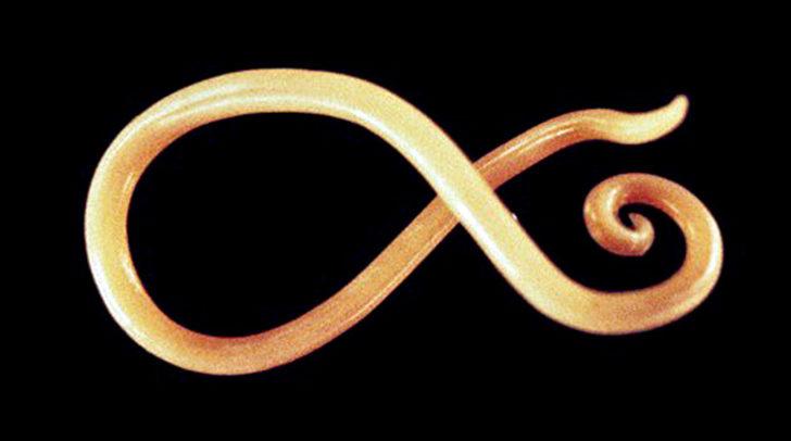 42 bin yıl sonra tekrar canlandılar! G5