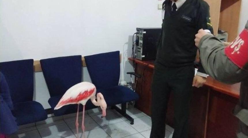 Yolunu Kaybeden Flamingo Donmak &Uuml;zereyken Bulundu