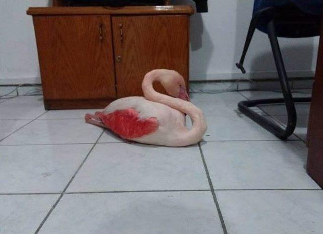 Yolunu Kaybeden Flamingo Donmak Üzereyken Bulundu