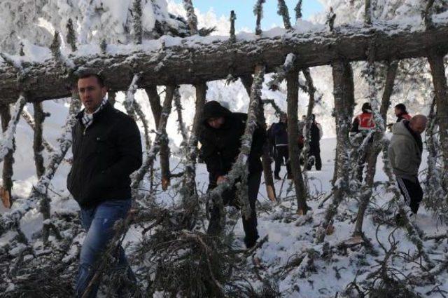 Uludağ da Karakış Hasarı; 200 e Yakın Ağa&ccedil; Devrildi 1
