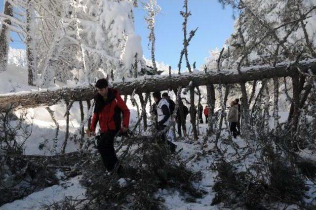 Uludağ da Karakış Hasarı; 200 e Yakın Ağa&ccedil; Devrildi 2
