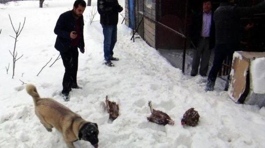 Kahramanmaraş'ta Kar Tavukları Telef Etti