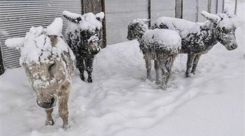 Siverek&rsquo;te Donan Eşeklere Yine Aynı İşadamı Sahip &Ccedil;ıktı