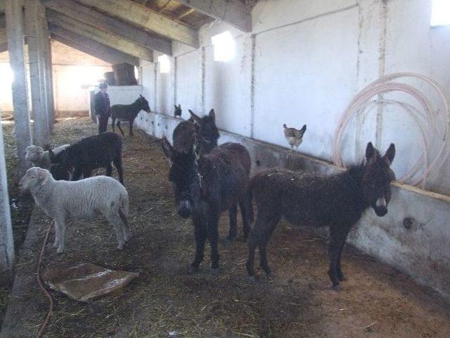 Siverek&rsquo;te Donan Eşeklere Yine Aynı İşadamı Sahip &Ccedil;ıktı 2