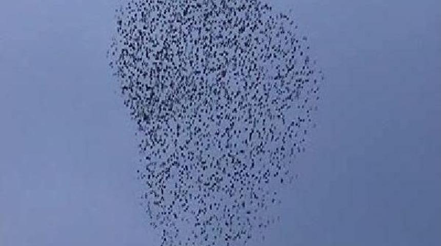 Sığırcıkların Muhteşem Dansı