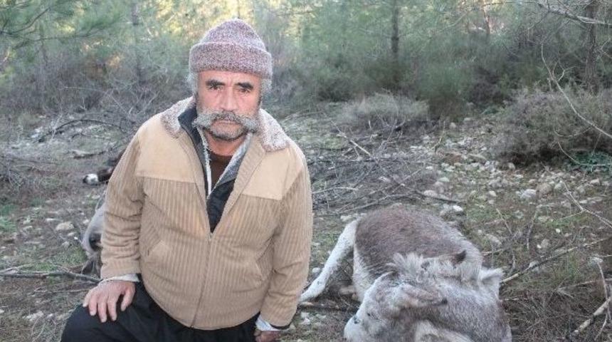 Kaybolan Eşeklerini Telef Edilmiş Olarak Buldu&hellip;