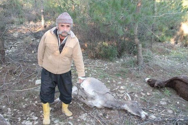 Kaybolan Eşeklerini Telef Edilmiş Olarak Buldu…