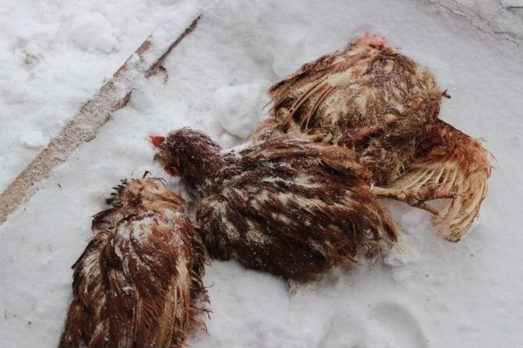 Dondurucu Soğuklar K&uuml;mes Hayvanlarını Telef Etti