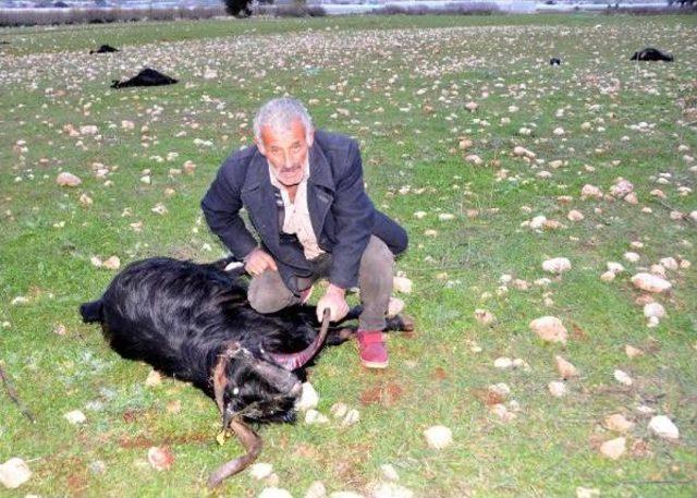 Keçiler Zehirlenerek Öldü Iddiası