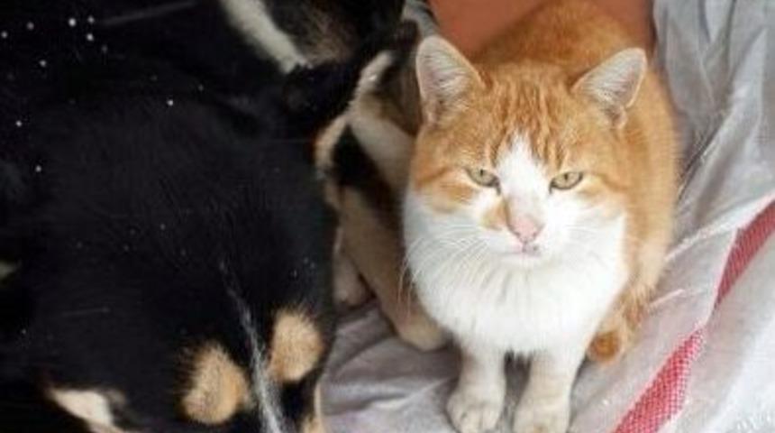 Sakarya&rsquo;da Kedi İle K&ouml;peğin Dostluğu G&ouml;renleri Şaşırtıyor