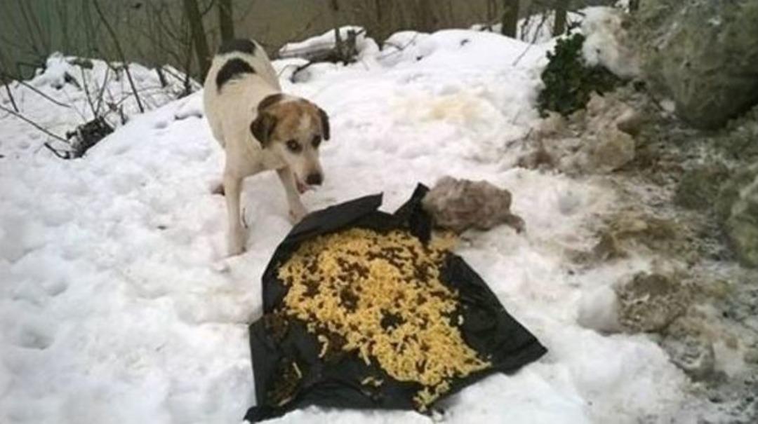 Sokakta Yaşayan Hayvanlara Yem Bıraktılar