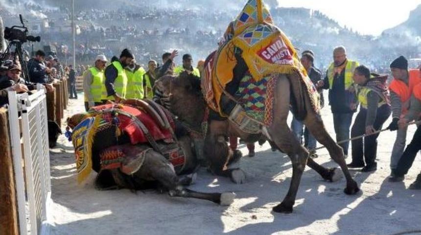 Germencik'te Develer G&uuml;reşti, Bir Izleyici Kalpten &Ouml;ld&uuml;