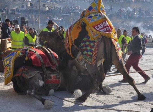 Germencik'te Develer Güreşti, Bir Izleyici Kalpten Öldü