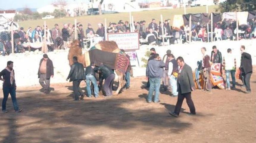 Bayrami&ccedil;'te Deve G&uuml;reşi Heyecanı