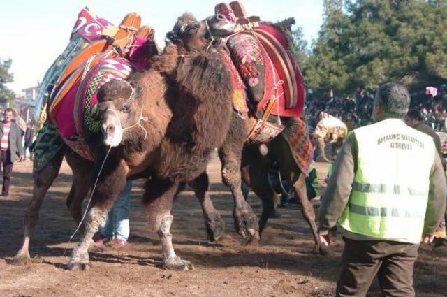 Bayramiç'te Deve Güreşi Heyecanı