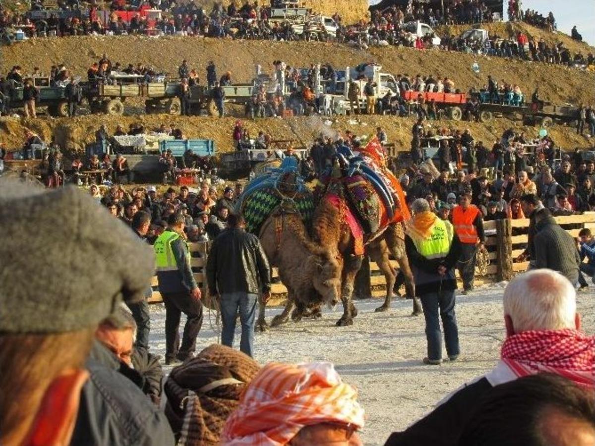 Urgancılar Kini Tutan Develeri Ayıramadı