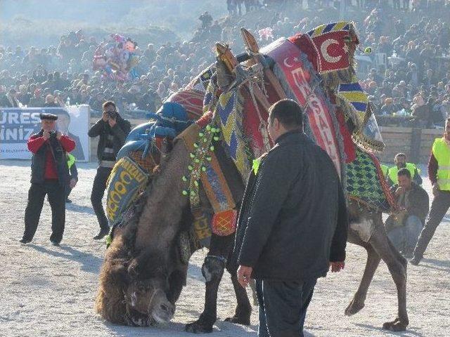 Urgancılar Kini Tutan Develeri Ayıramadı