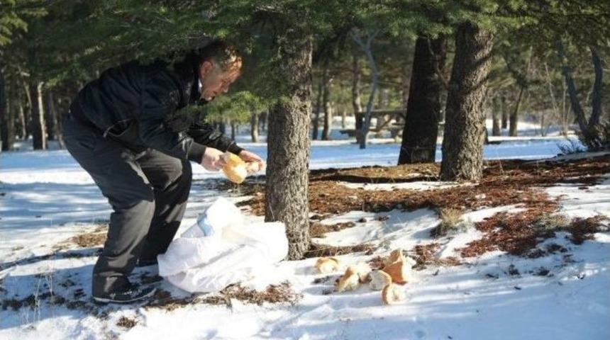 Yaban Hayvanları İ&ccedil;in Doğaya Yem Bırakıldı