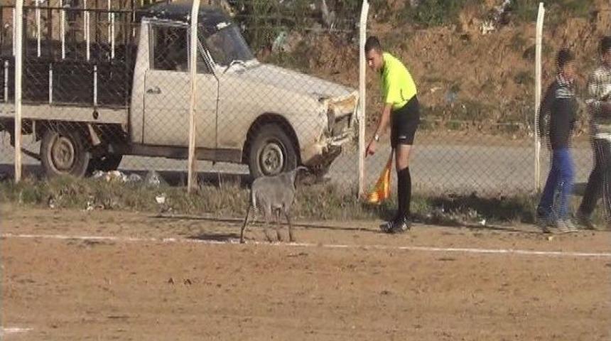 Sahaya Giren K&ouml;pek Ma&ccedil;ı Durdurdu