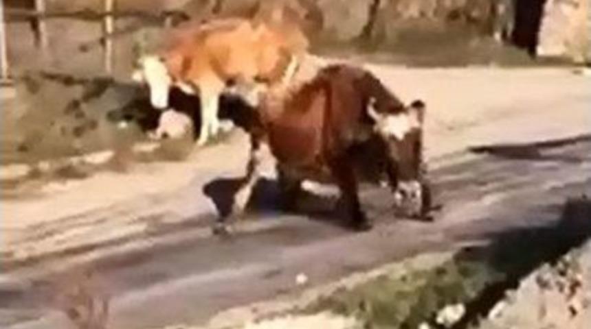 İnekler Buz Pateni Yaptı