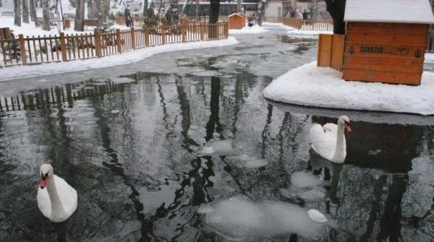 Kuğuların Buz Dansı