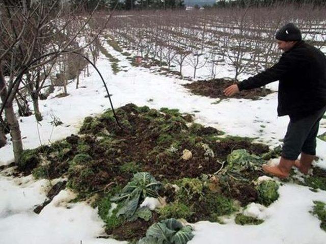 Bayramiç'te Aç Kalan Domuzlar Köylerdeki Bahçeleri Talan Etti