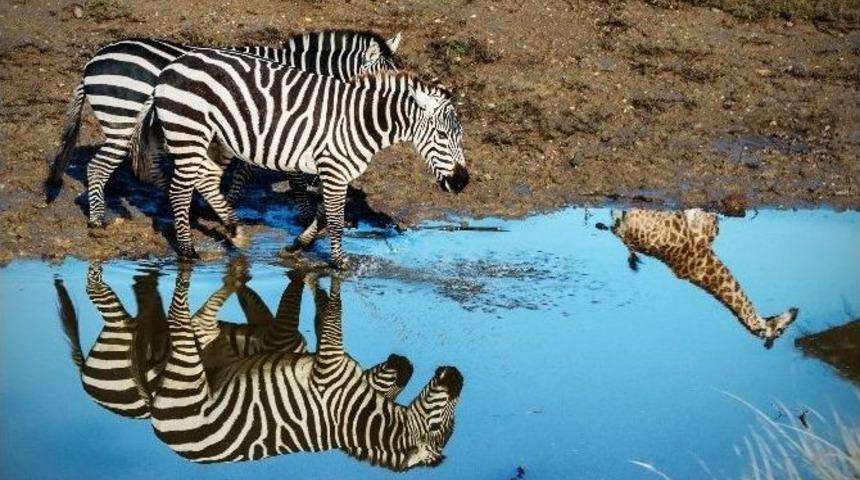 Bu Kareler Afrika&rsquo;dan Değil İzmir&rsquo;den
