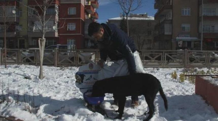 &Ccedil;ankırı'da Sokak Hayvanları I&ccedil;in Yiyecek