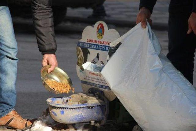 Çankırı'da Sokak Hayvanları Için Yiyecek