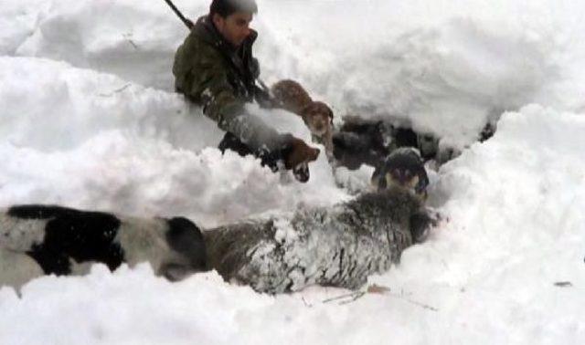Ordu da Köylere Inen Domuzlar Için Sürek Avı 1