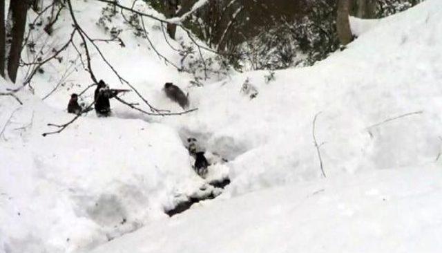 Ordu da Köylere Inen Domuzlar Için Sürek Avı 2