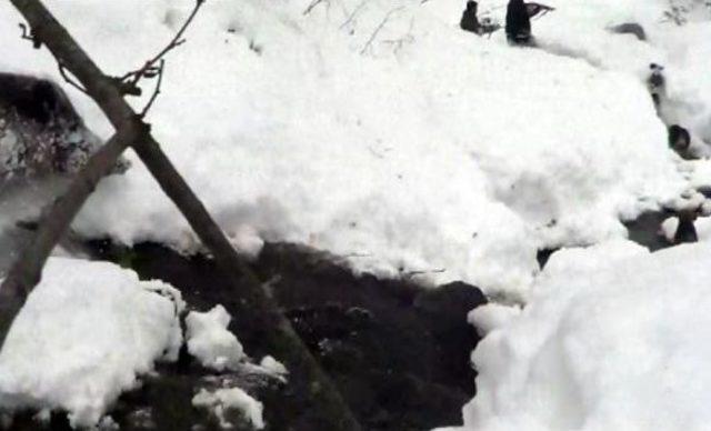 Ordu da Köylere Inen Domuzlar Için Sürek Avı 3