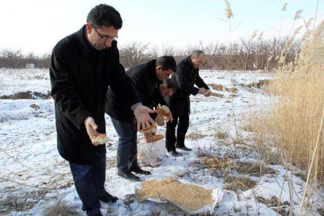 Darende de Yaban Hayvanları Için Yem Bırakıldı 1